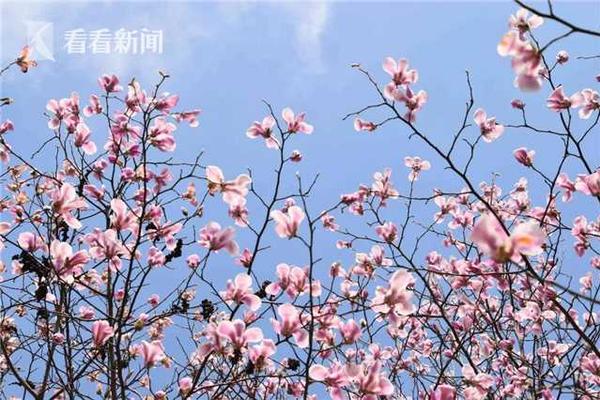 【熱點資訊】吃菠蘿不加鹽會怎么樣