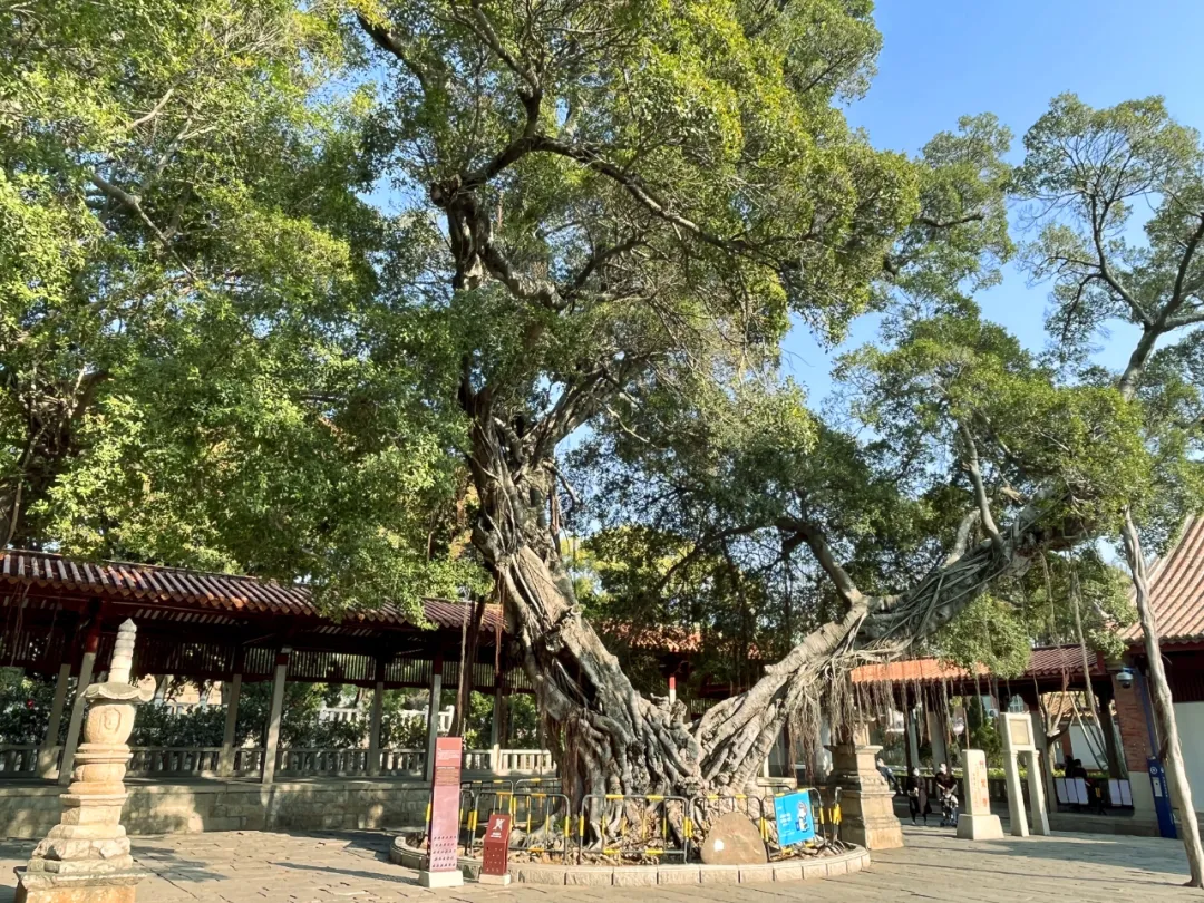 小石頭撬動大產業(yè) 福建南安展示“石”力