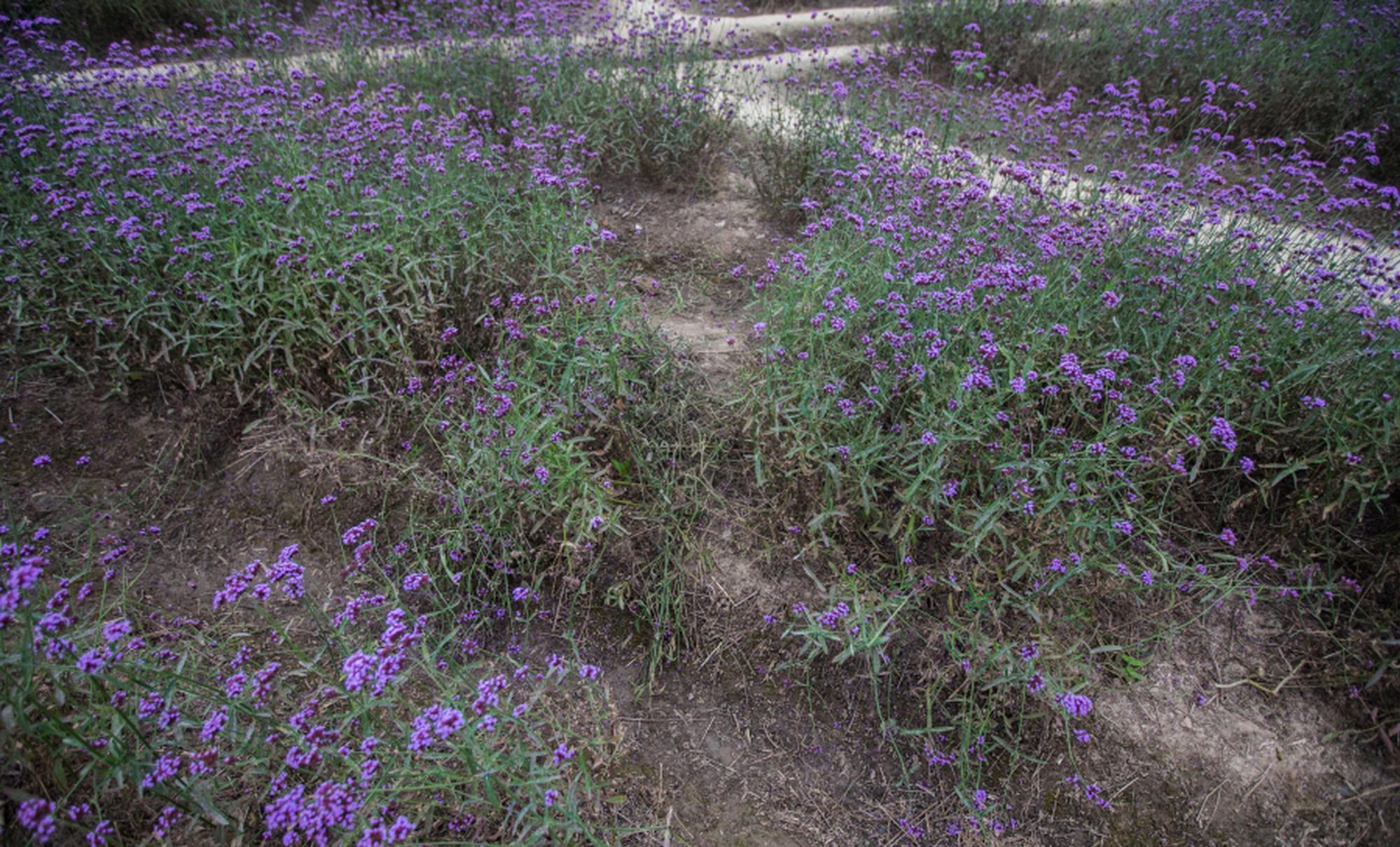 打造本土創(chuàng)新藥械“鏈主” 這家頭部藥企在探索