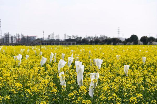 【黑料吃瓜網(wǎng)】新民藝評丨卜翌：這個新年檔，哪吒贏在共情