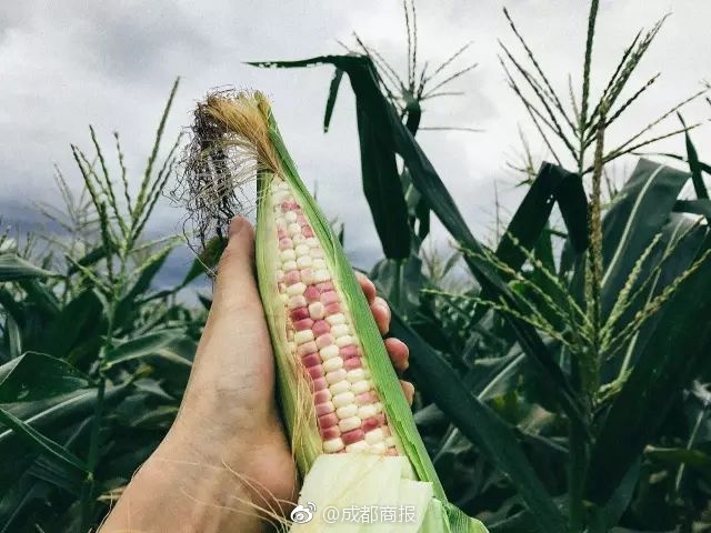 【51吃瓜群眾】ATP新生力量總決賽商竣程首戰(zhàn)不敵范阿舍