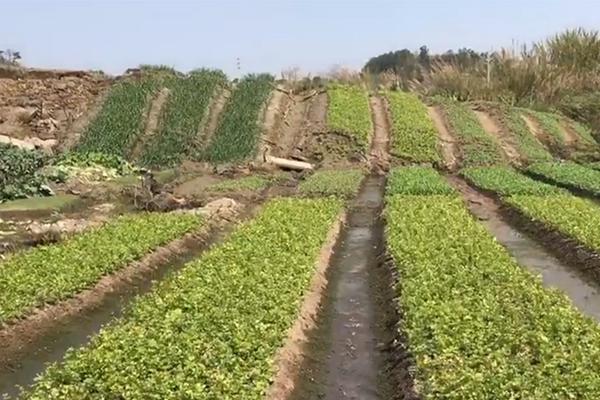 中央氣象臺：較強冷空氣將影響中東部地區(qū)，西藏東部等地有降雪